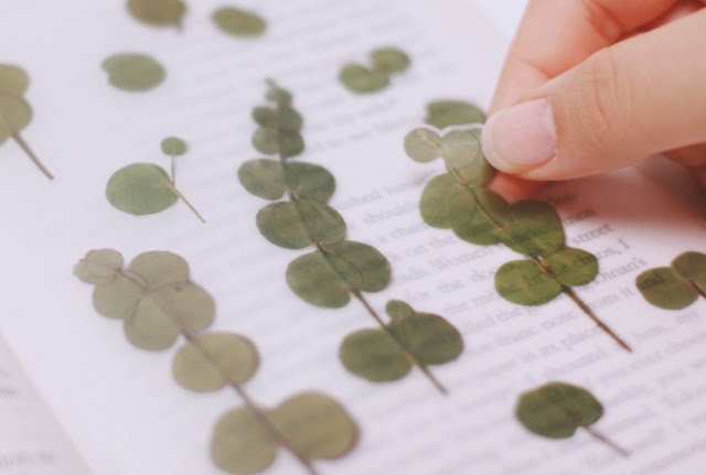 Appree Pressed Stickers- 002 Eucalyptus - Smidapaper Ikigai Shop