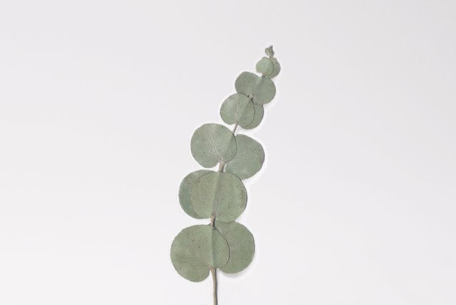 Appree Pressed Stickers- 002 Eucalyptus - Smidapaper Ikigai Shop