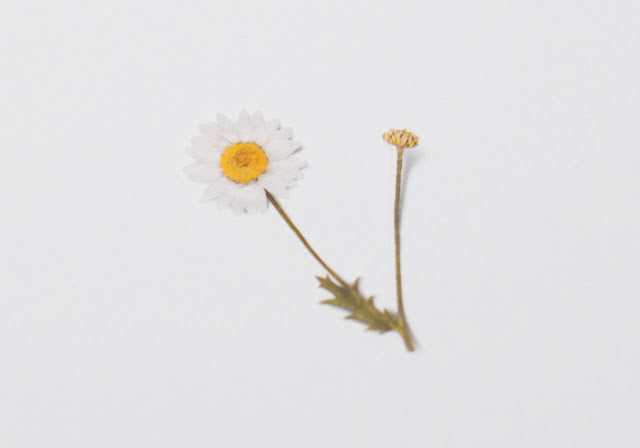 Appree Pressed Stickers- 004 Marguerite - Smidapaper Ikigai Shop