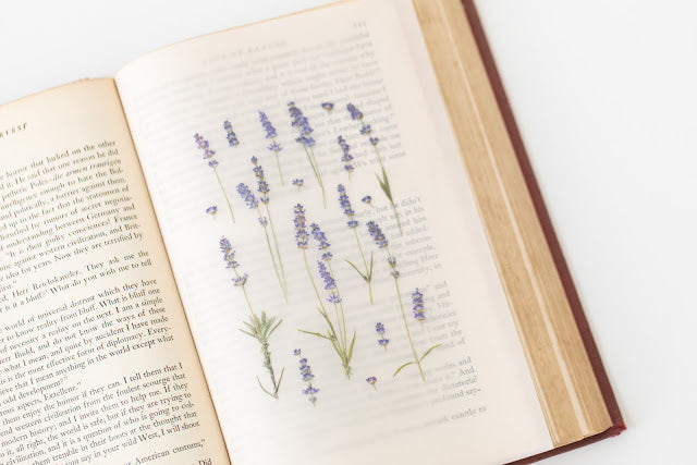 Appree Pressed Stickers- 008 Lavender - Smidapaper Ikigai Shop