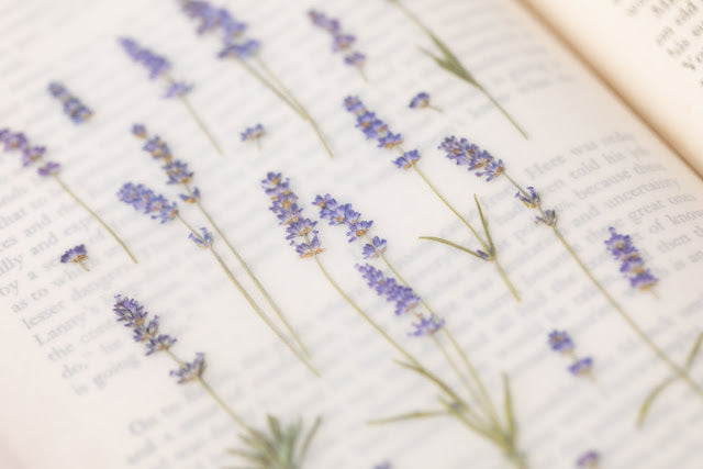 Appree Pressed Stickers- 008 Lavender - Smidapaper Ikigai Shop