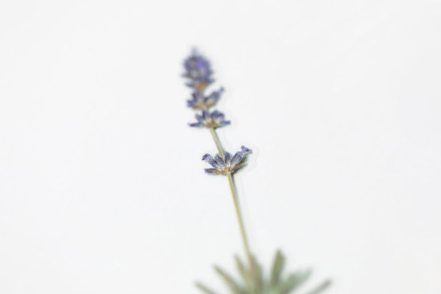Appree Pressed Stickers- 008 Lavender - Smidapaper Ikigai Shop