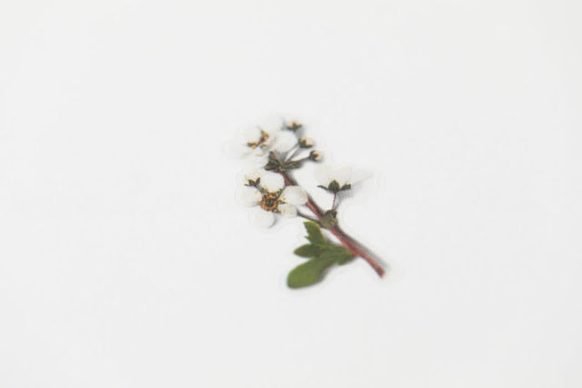 Appree Pressed Stickers- 010 Bridal Wreath - Smidapaper Ikigai Shop