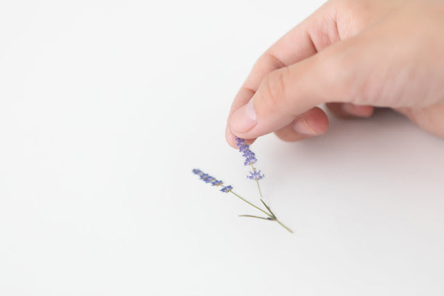 Appree Pressed Stickers- 008 Lavender - Smidapaper Ikigai Shop