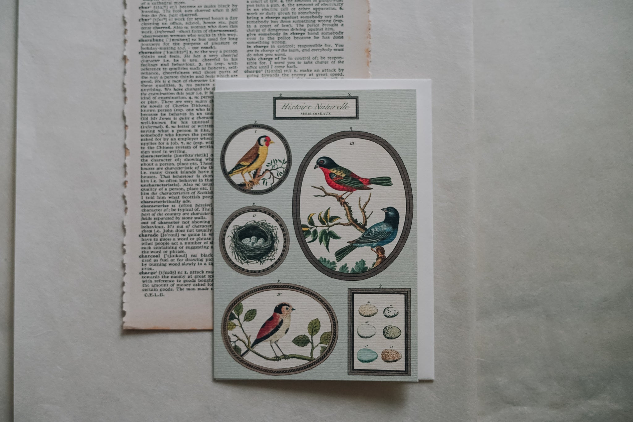 Cavallini & Co. - Natural History Birds Single Greeting Card - Smidapaper Ikigai Shop