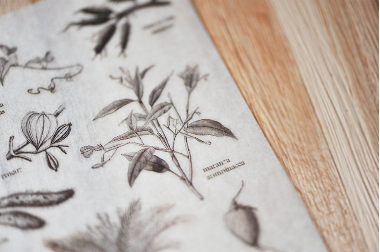 MU Print-On Stickers-029 Botanical Field Guide - Smidapaper Ikigai Shop