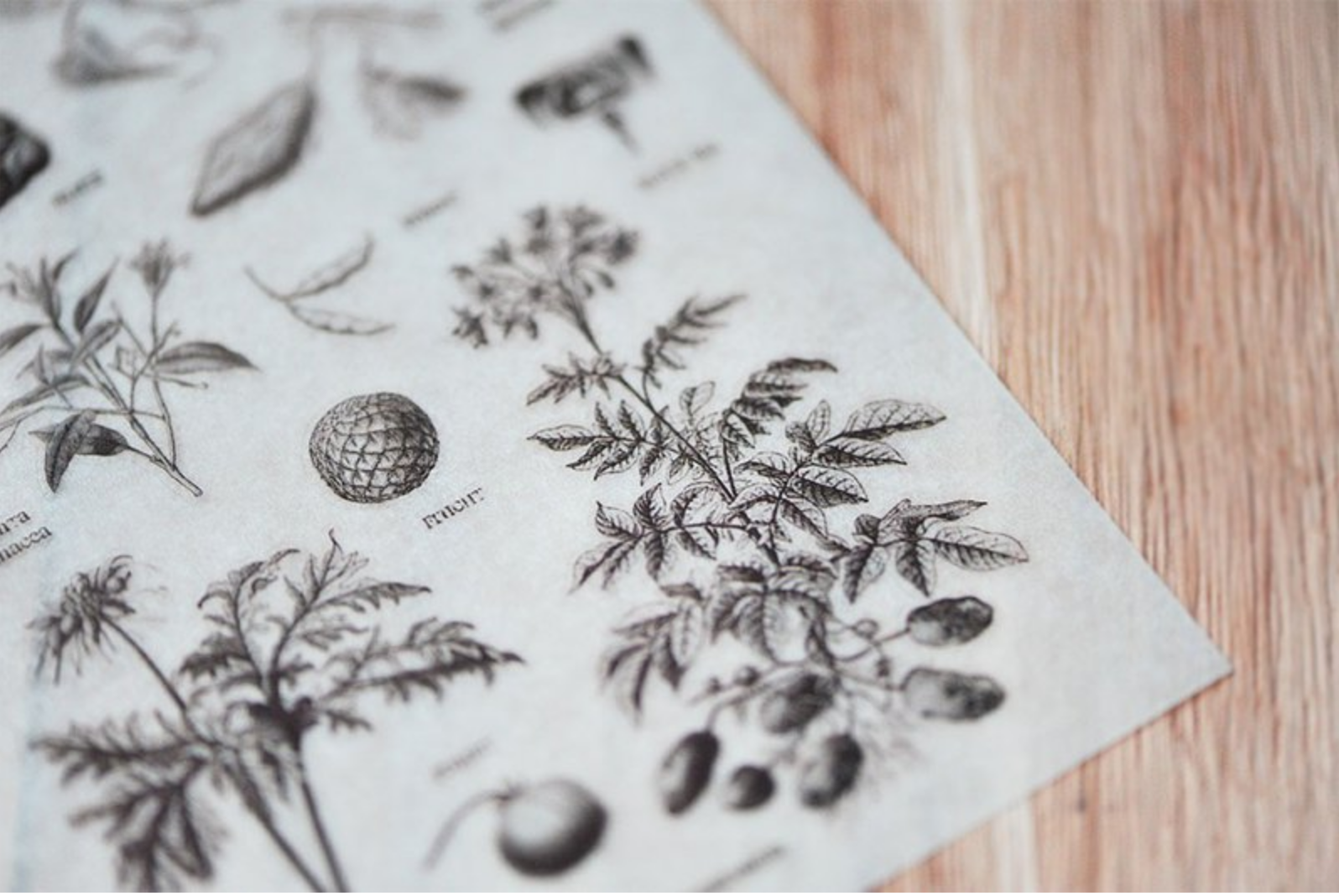 MU Print-On Stickers-029 Botanical Field Guide - Smidapaper Ikigai Shop