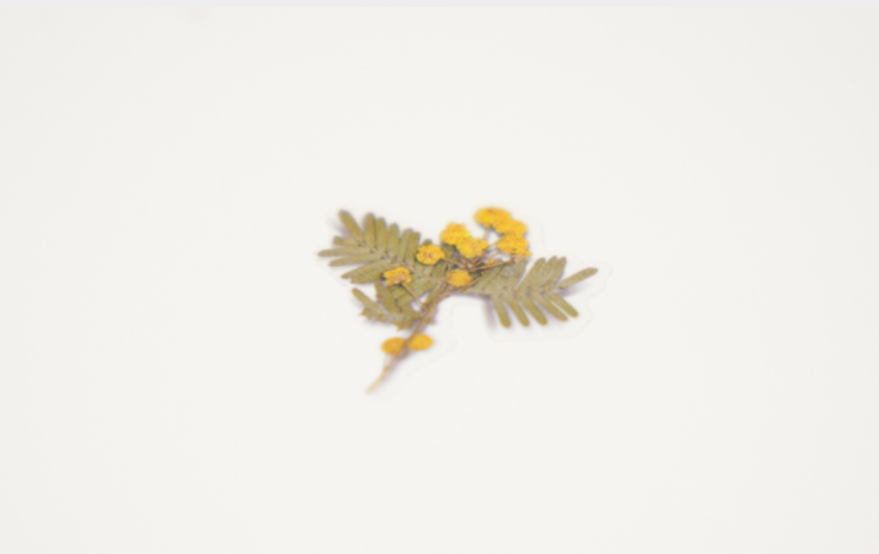 Appree Pressed Stickers- 024 Mimosa - Smidapaper Ikigai Shop