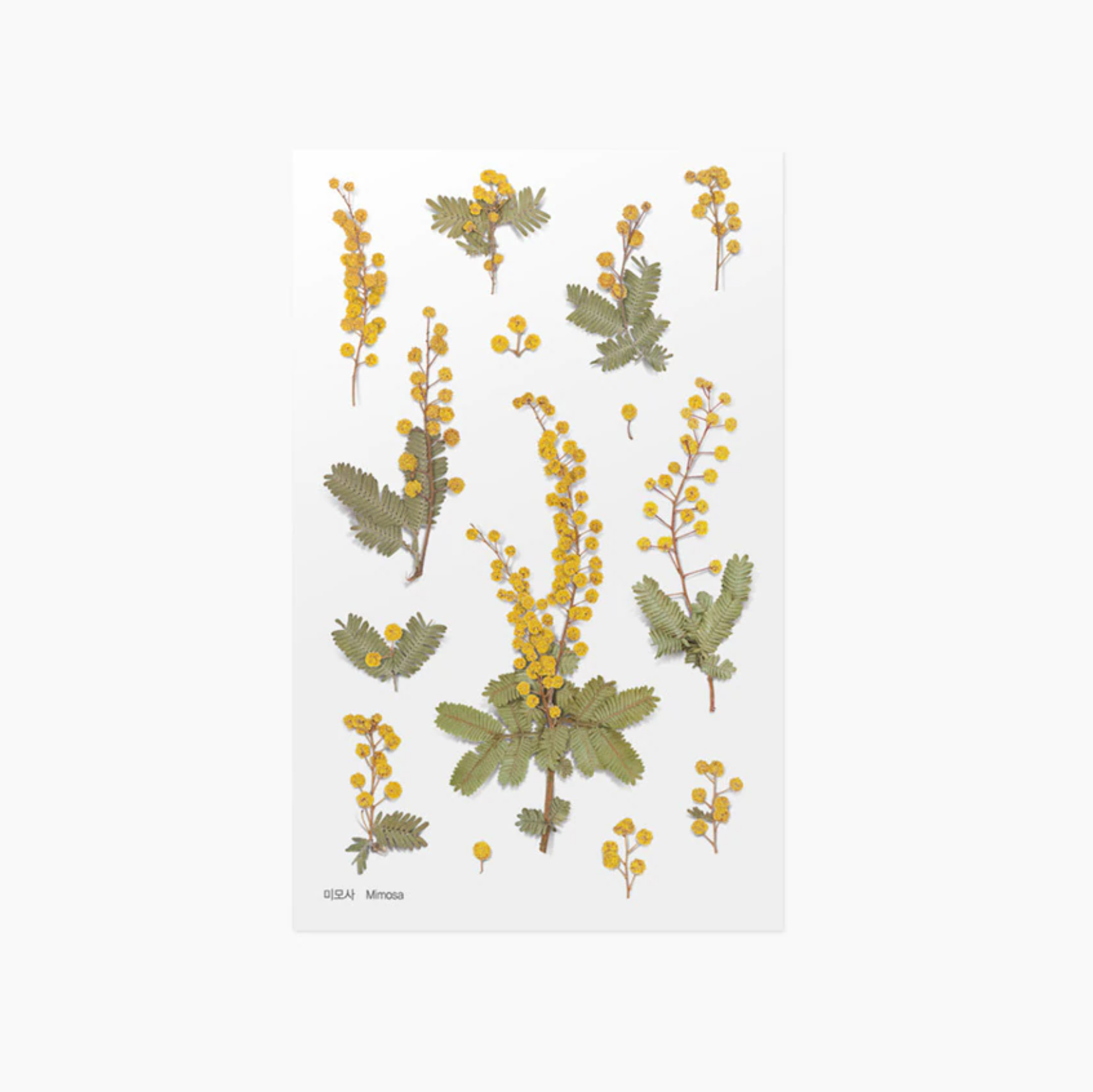Appree Pressed Stickers- 024 Mimosa - Smidapaper Ikigai Shop