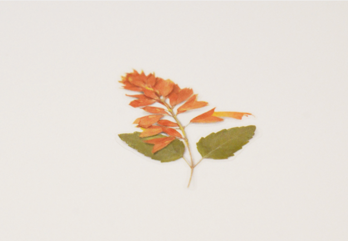 Appree Pressed Stickers- 025 Salvia - Smidapaper Ikigai Shop