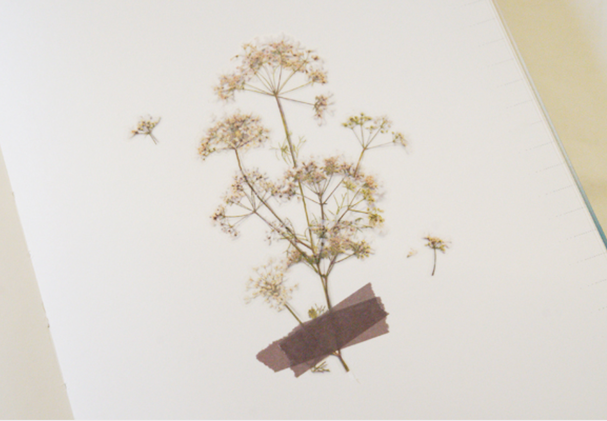 Appree Pressed Stickers- 027 Lace Flower - Smidapaper Ikigai Shop