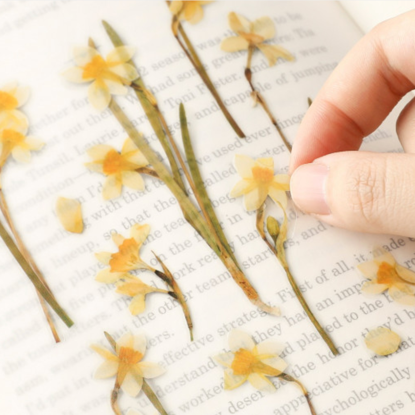 Appree Pressed Stickers- 029 Narcissus - Smidapaper Ikigai Shop