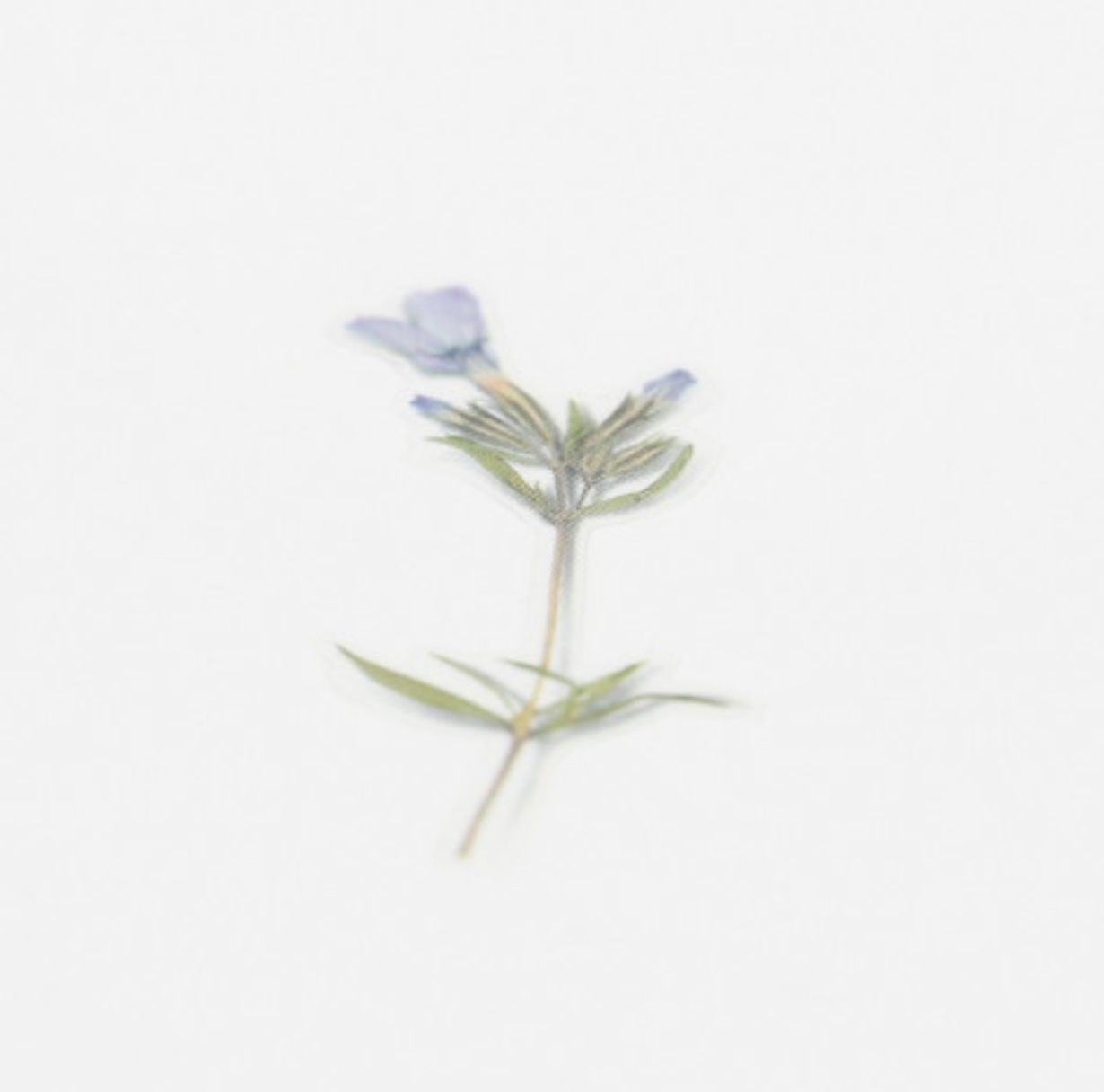 Appree Pressed Stickers- 030 Moss Phlox - Smidapaper Ikigai Shop