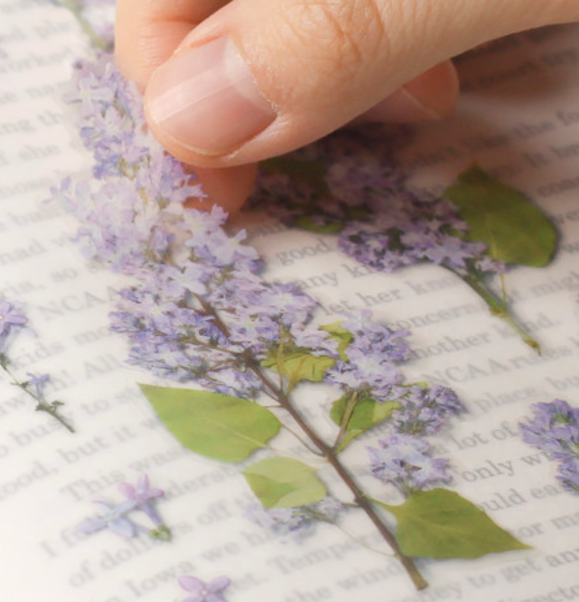 Appree Pressed Stickers- 033 Lilac - Smidapaper Ikigai Shop