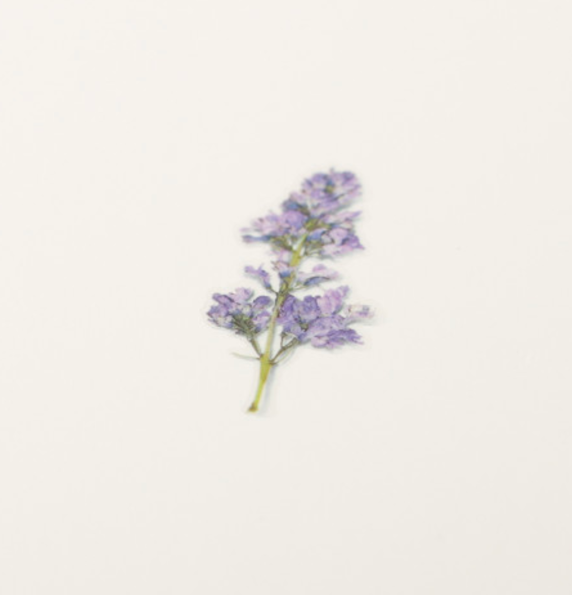 Appree Pressed Stickers- 033 Lilac - Smidapaper Ikigai Shop