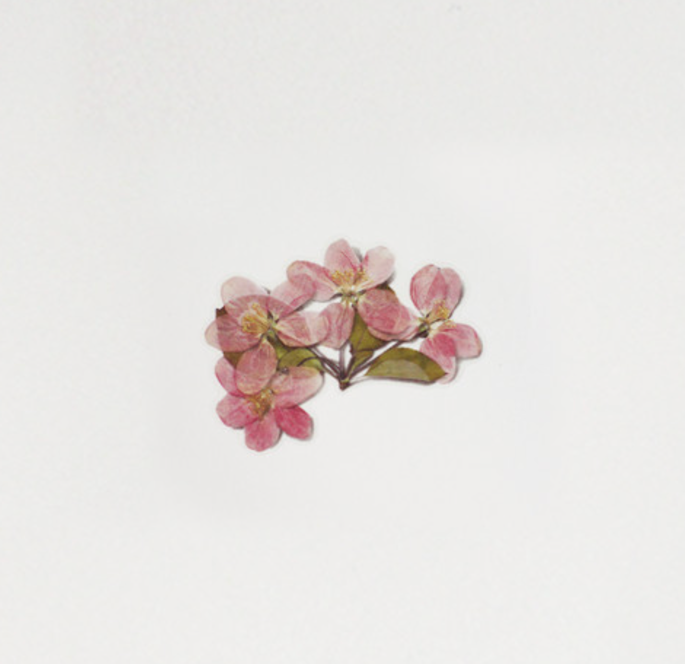 Appree Pressed Stickers- 034 Apple Blossom - Smidapaper Ikigai Shop