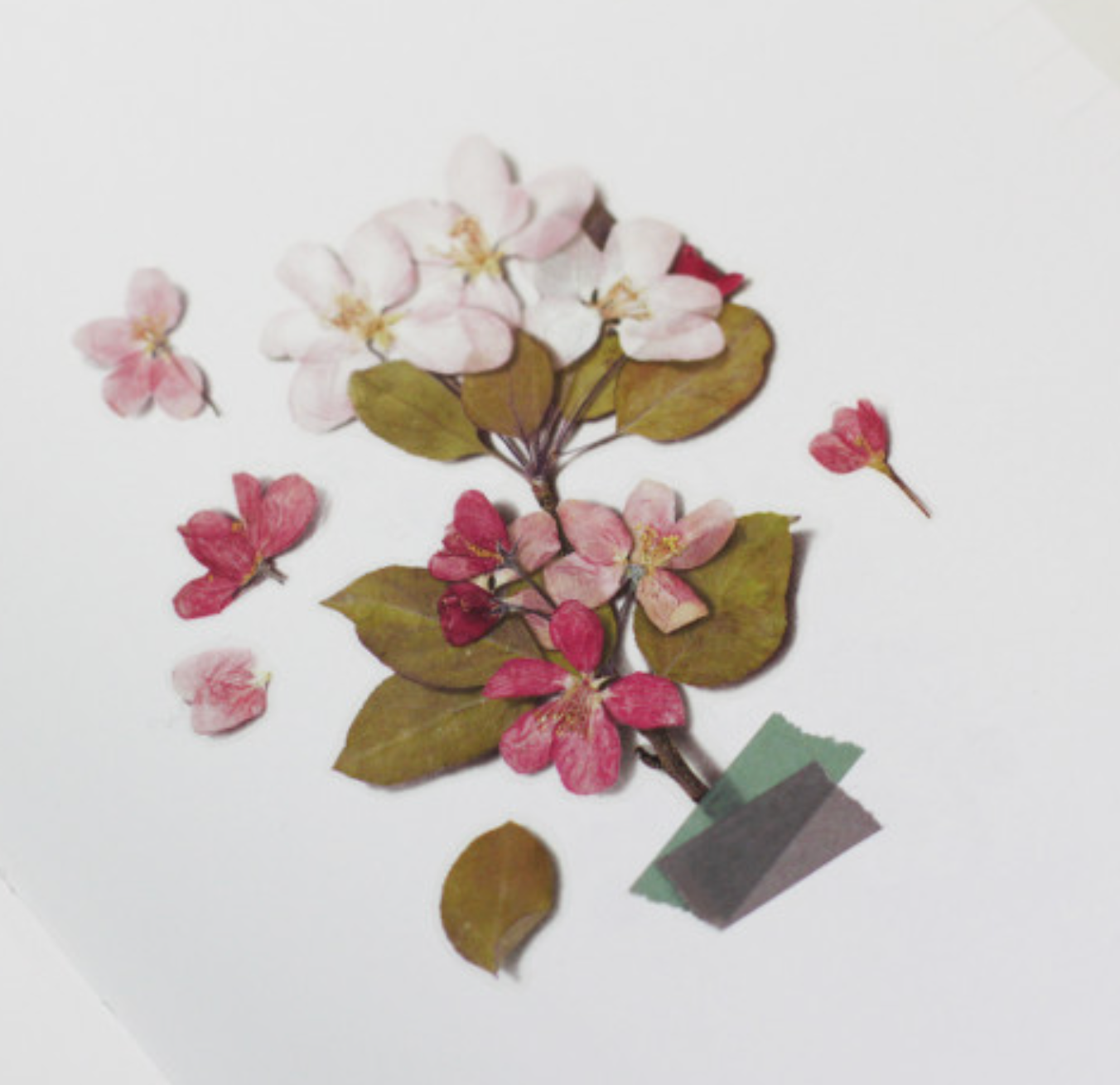 Appree Pressed Stickers- 034 Apple Blossom - Smidapaper Ikigai Shop