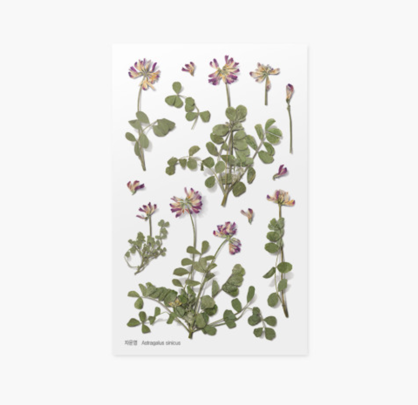 Appree Pressed Stickers- 035 Astragalus Sinicus - Smidapaper Ikigai Shop