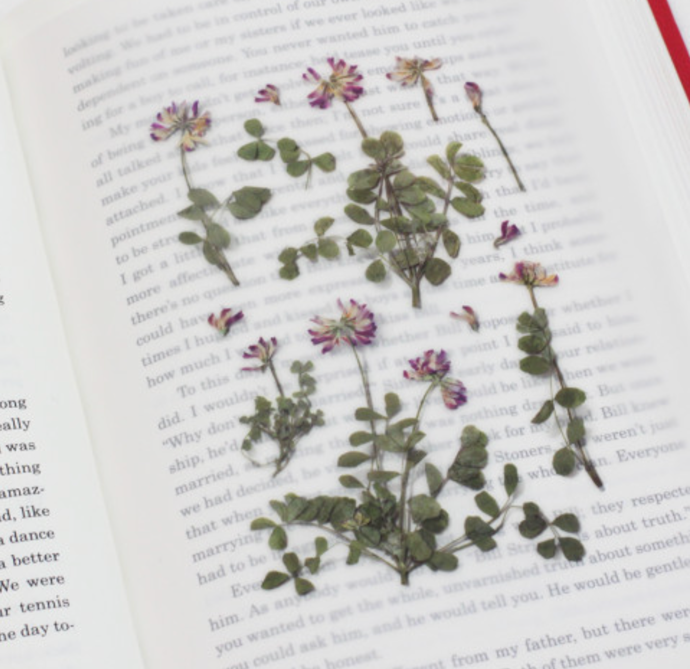 Appree Pressed Stickers- 035 Astragalus Sinicus - Smidapaper Ikigai Shop
