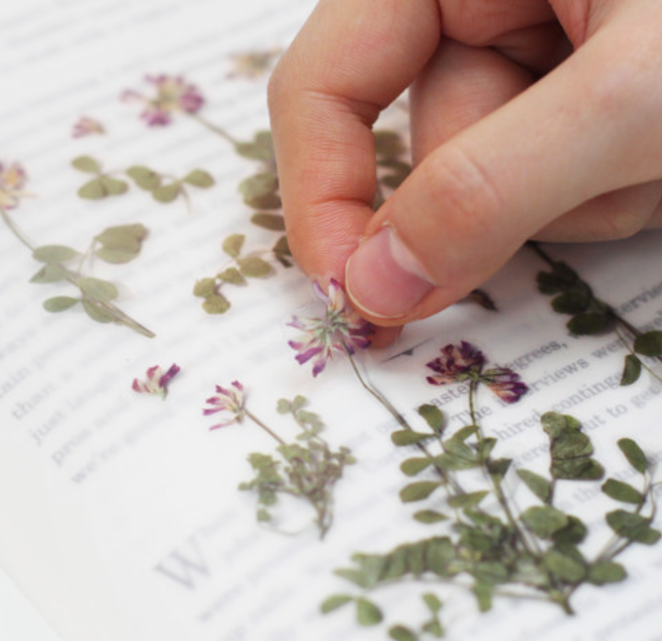 Appree Pressed Stickers- 035 Astragalus Sinicus - Smidapaper Ikigai Shop