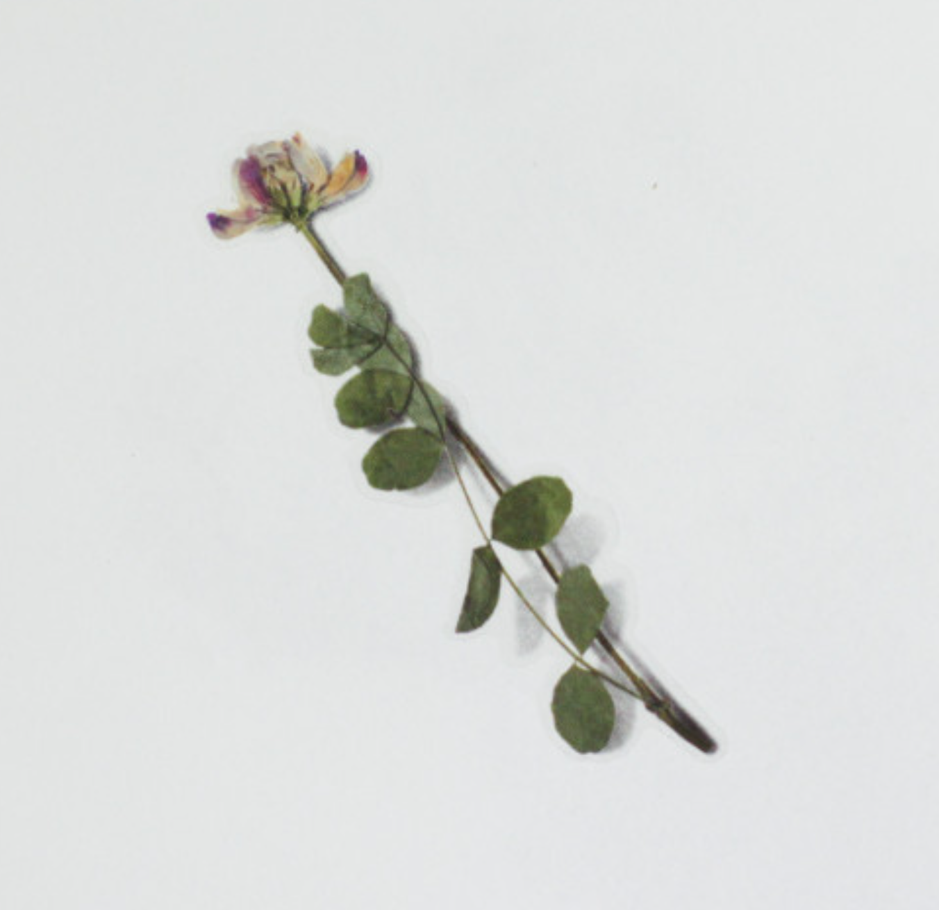 Appree Pressed Stickers- 035 Astragalus Sinicus - Smidapaper Ikigai Shop