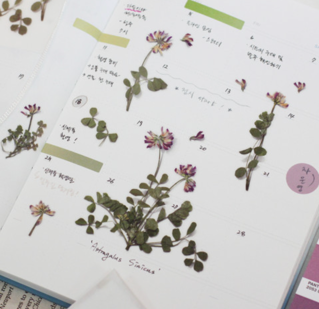 Appree Pressed Stickers- 035 Astragalus Sinicus - Smidapaper Ikigai Shop