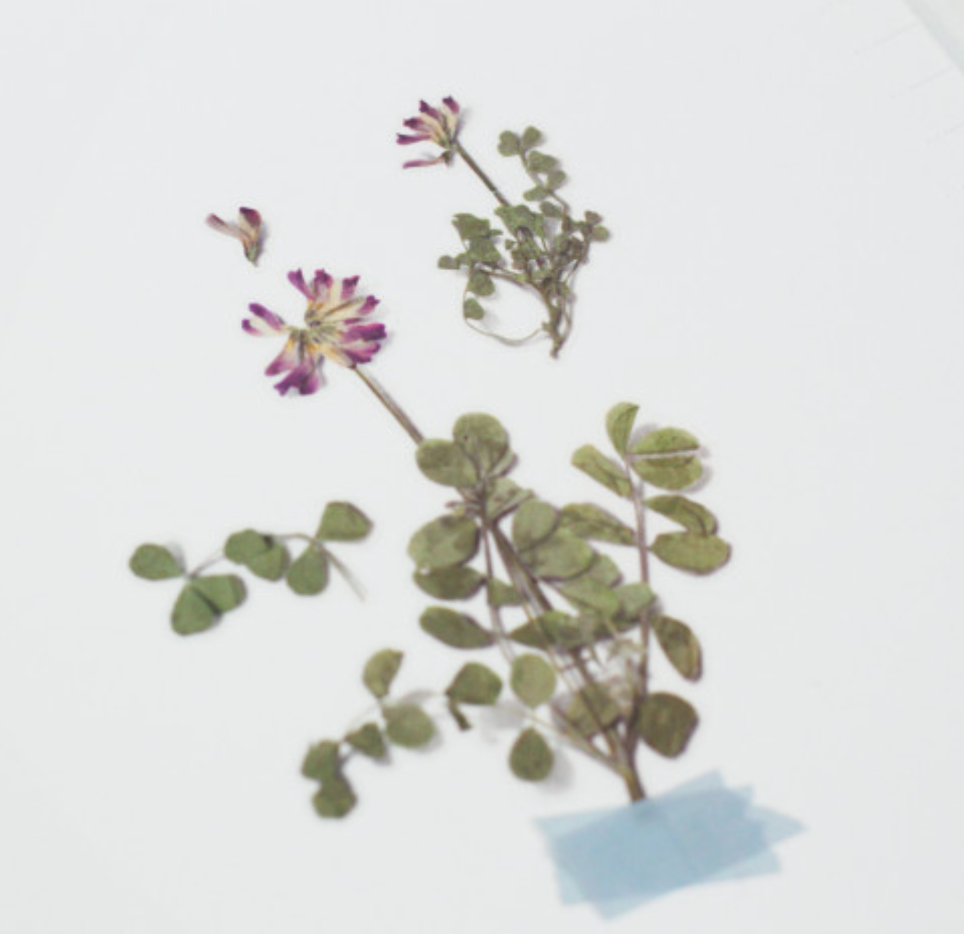 Appree Pressed Stickers- 035 Astragalus Sinicus - Smidapaper Ikigai Shop
