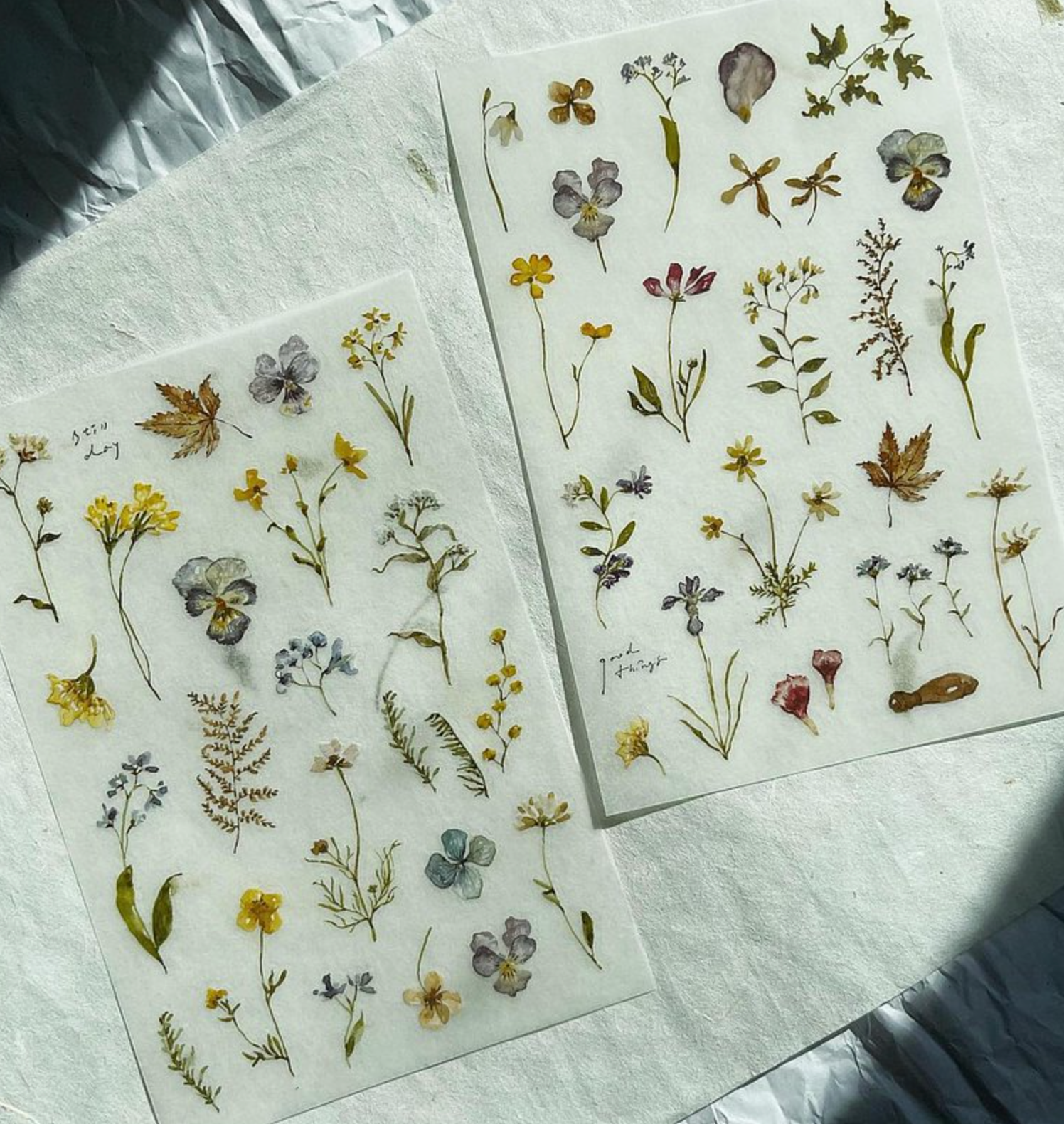 Pion Embossing Transfer Sticker (Pack of 2)