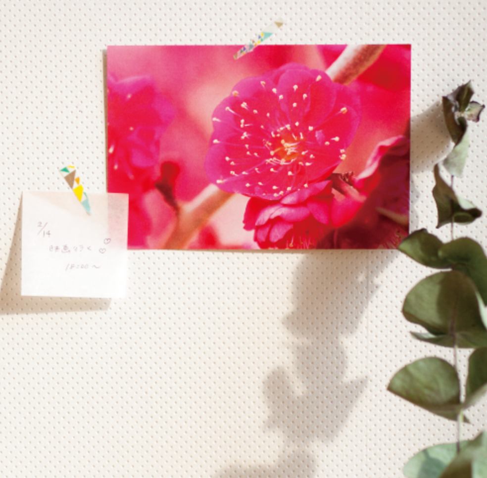 365square Gradation Notepad Sakura - Smidapaper Ikigai Shop