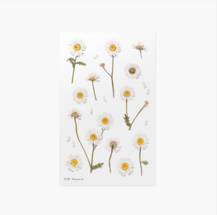 Appree Pressed Stickers- 004 Marguerite - Smidapaper Ikigai Shop