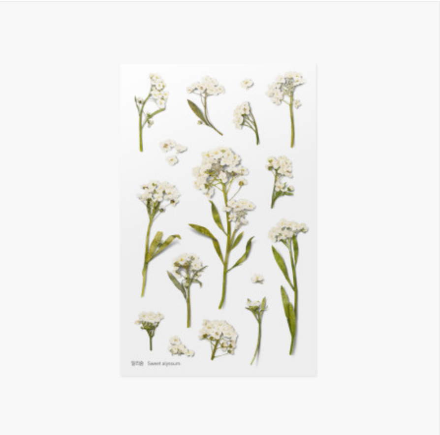Appree Pressed Stickers- 016 Sweet Alyssum - Smidapaper Ikigai Shop
