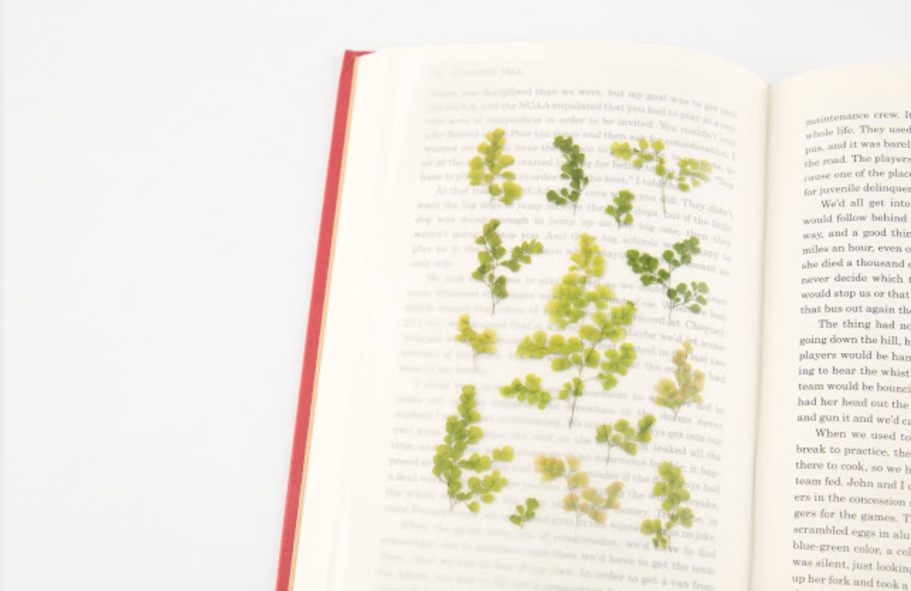 Appree Pressed Stickers- 021 Adiantum - Smidapaper Ikigai Shop