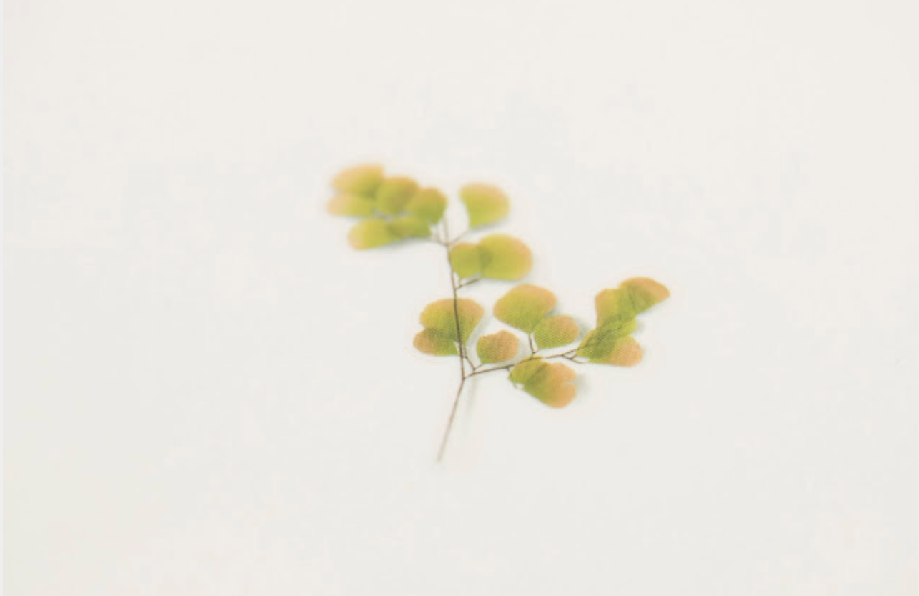 Appree Pressed Stickers- 021 Adiantum - Smidapaper Ikigai Shop