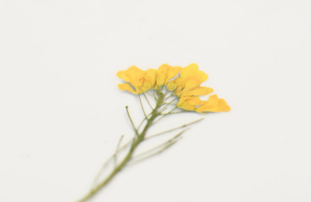 Appree Pressed Stickers- 020 Rapeseed Flower - Smidapaper Ikigai Shop