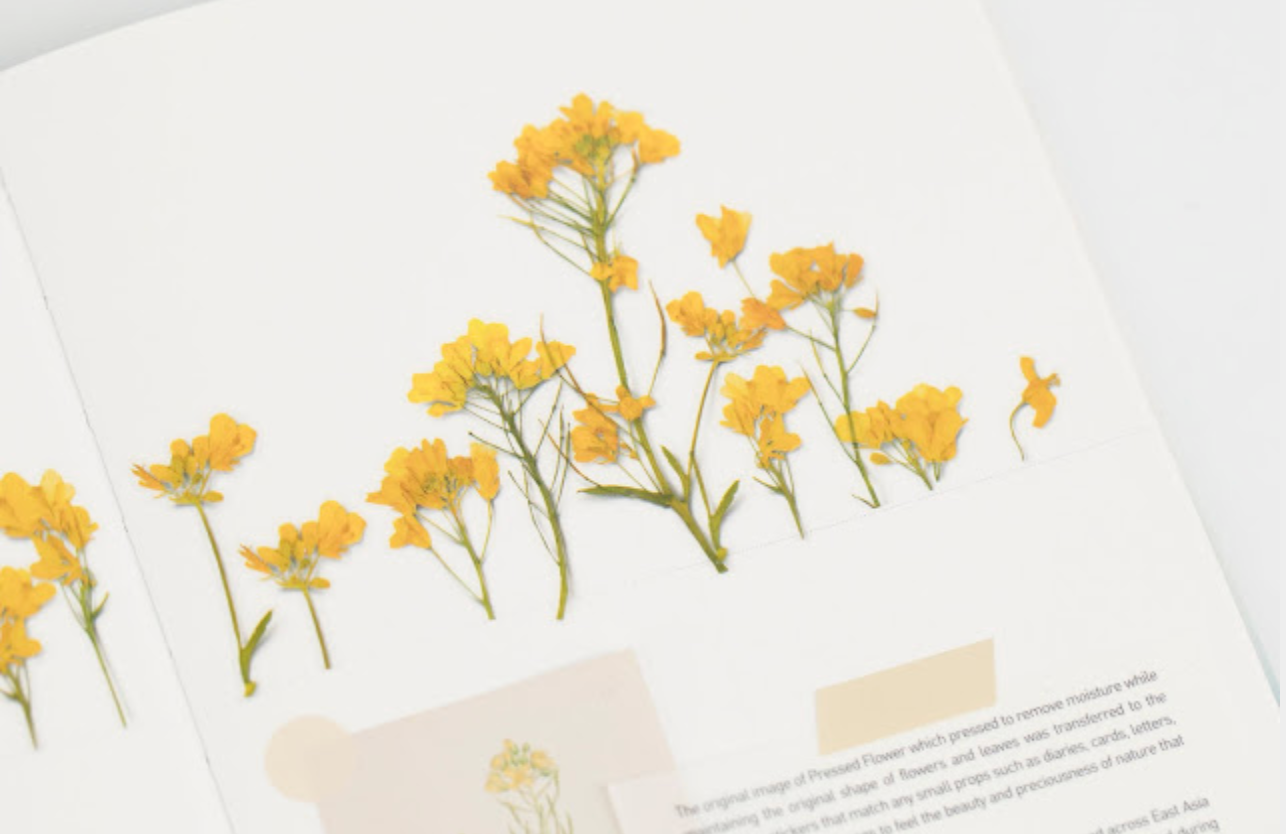 Appree Pressed Stickers- 020 Rapeseed Flower - Smidapaper Ikigai Shop