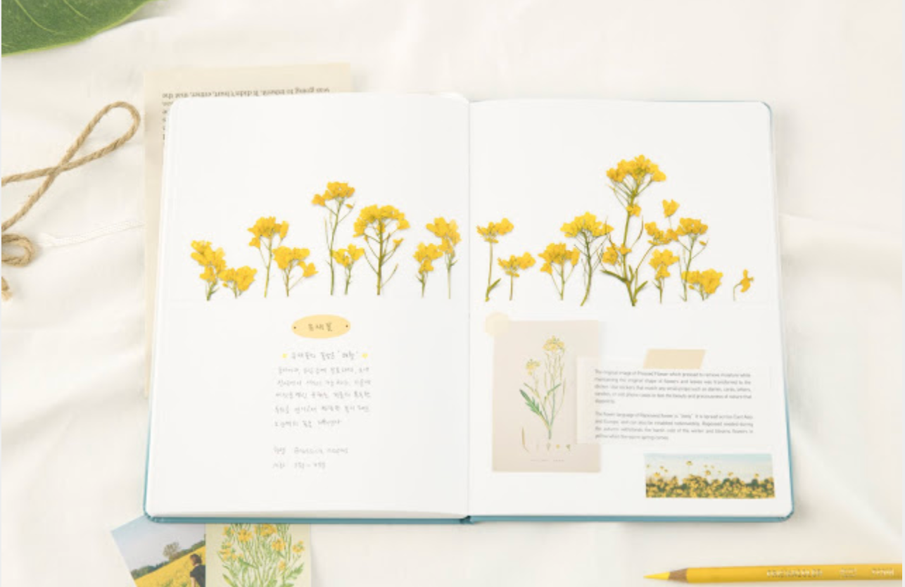 Appree Pressed Stickers- 020 Rapeseed Flower - Smidapaper Ikigai Shop