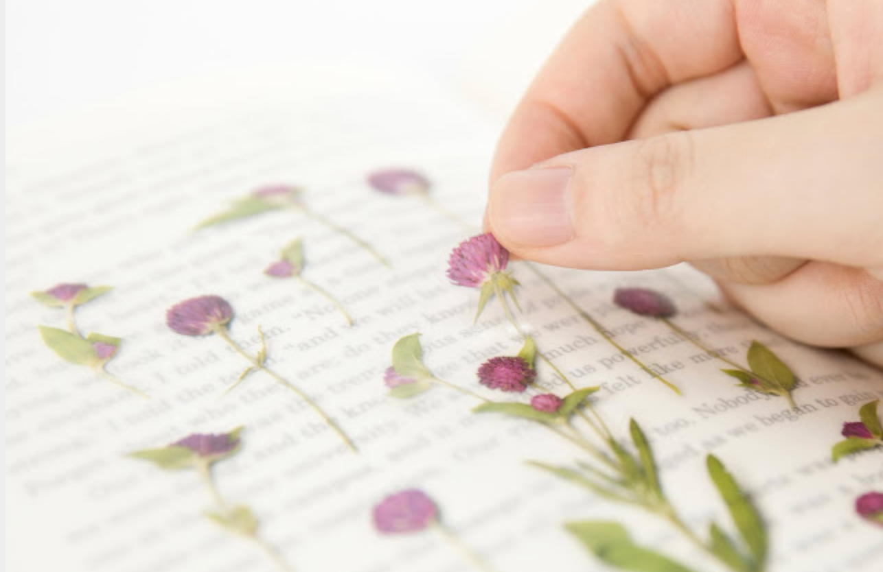 Appree Pressed Stickers- 019 Globe Amaranth - Smidapaper Ikigai Shop