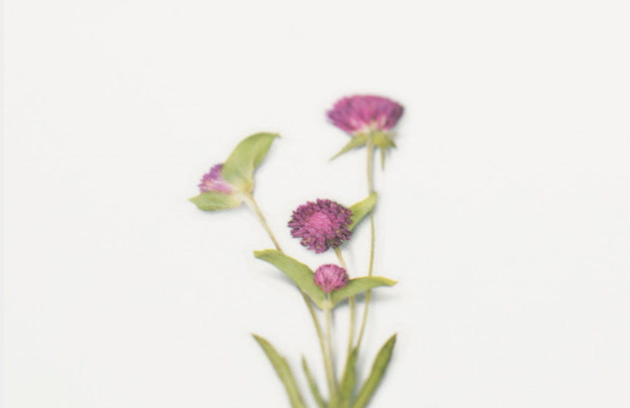 Appree Pressed Stickers- 019 Globe Amaranth - Smidapaper Ikigai Shop