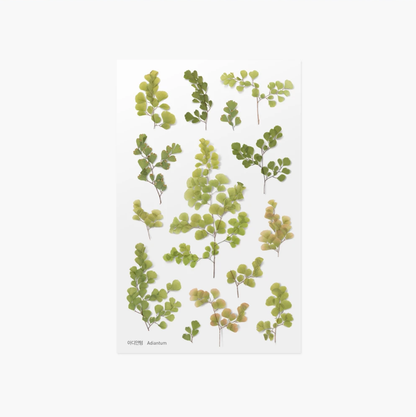 Appree Pressed Stickers- 021 Adiantum - Smidapaper Ikigai Shop