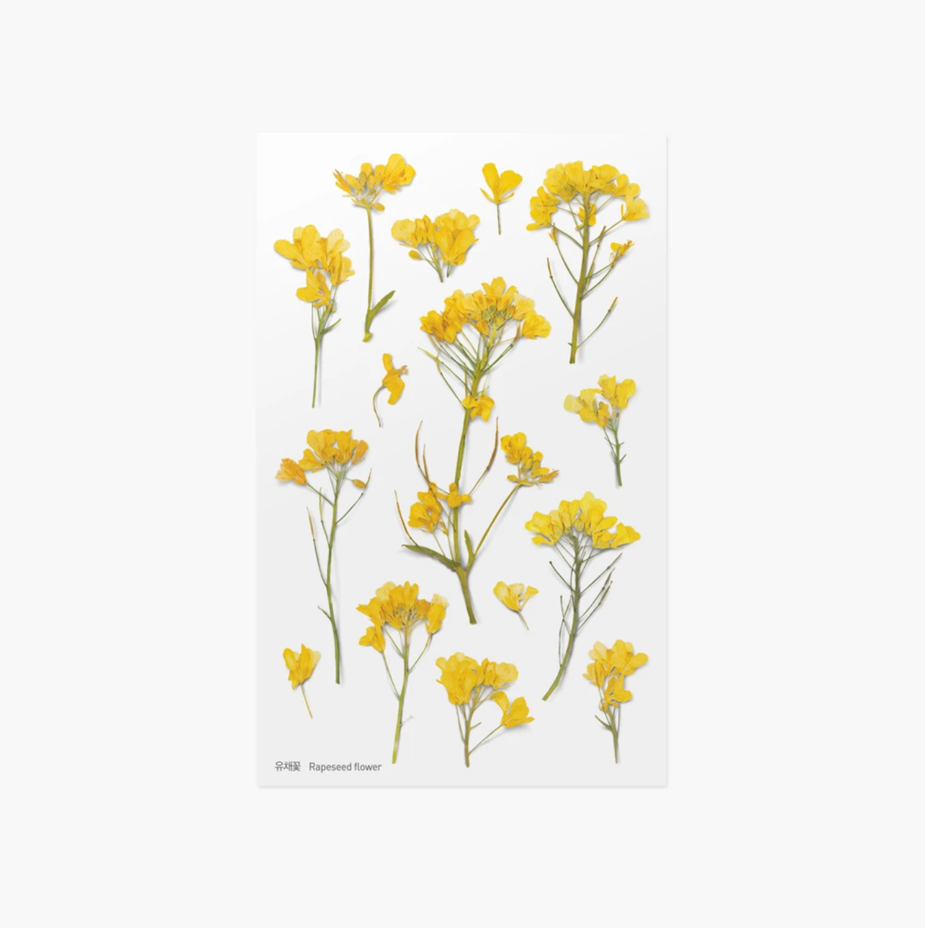 Appree Pressed Stickers- 020 Rapeseed Flower - Smidapaper Ikigai Shop