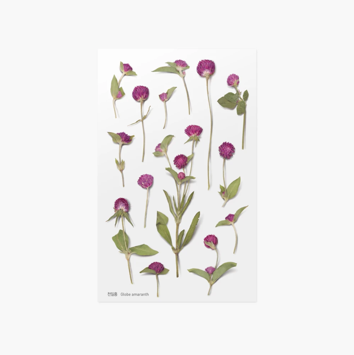 Appree Pressed Stickers- 019 Globe Amaranth - Smidapaper Ikigai Shop