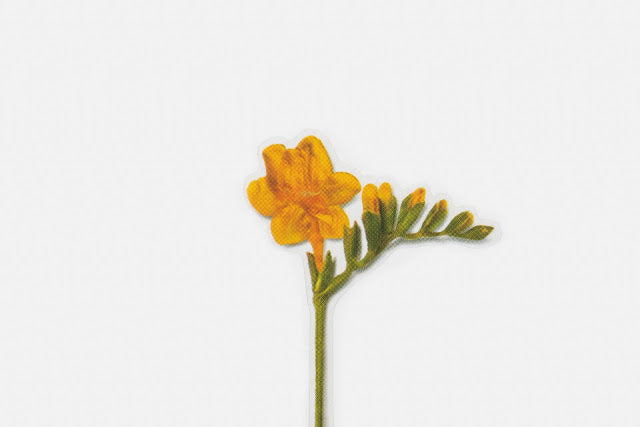 Appree Pressed Stickers- 007 Freesia - Smidapaper Ikigai Shop
