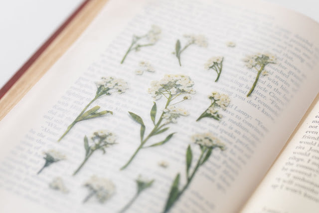 Appree Pressed Stickers- 016 Sweet Alyssum - Smidapaper Ikigai Shop