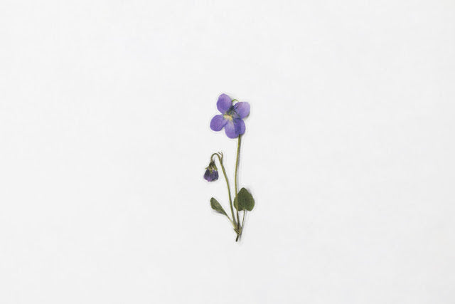 Appree Pressed Stickers- 011 Manchurian Violet - Smidapaper Ikigai Shop