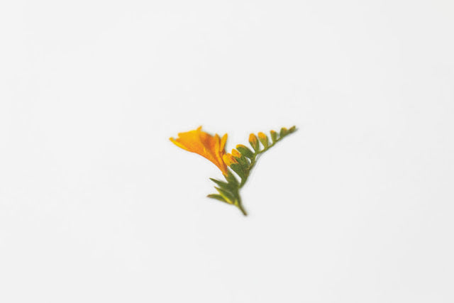 Appree Pressed Stickers- 007 Freesia - Smidapaper Ikigai Shop