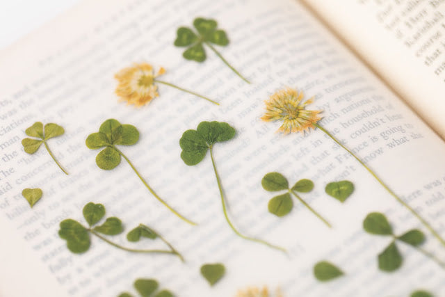 Appree Pressed Stickers- 006 Four Leaf Clover - Smidapaper Ikigai Shop