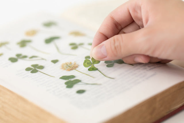 Appree Pressed Stickers- 006 Four Leaf Clover - Smidapaper Ikigai Shop