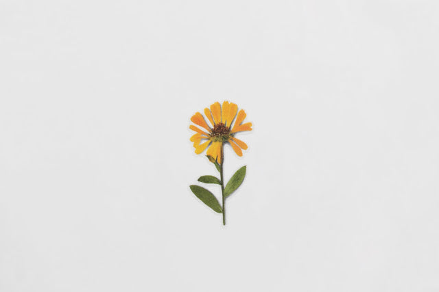 Appree Pressed Stickers- 014 Calendula - Smidapaper Ikigai Shop