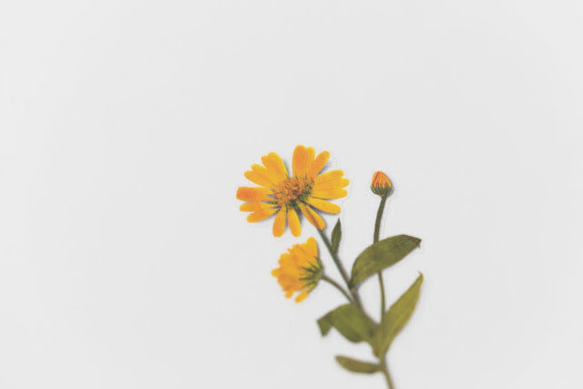 Appree Pressed Stickers- 014 Calendula - Smidapaper Ikigai Shop