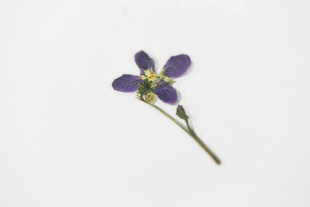Appree Pressed Stickers- 011 Manchurian Violet - Smidapaper Ikigai Shop